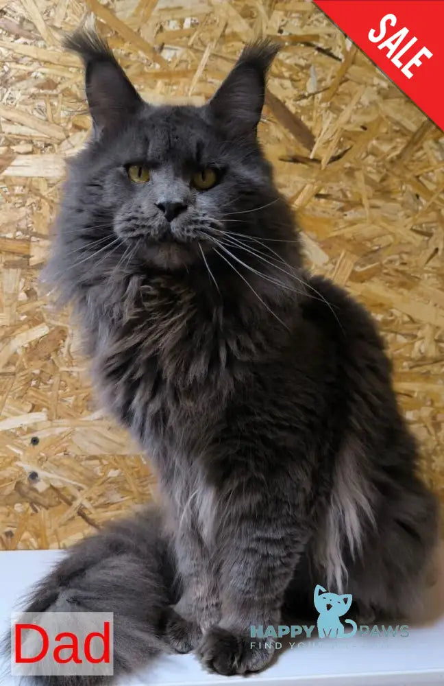 Yamamoto Maine Coon male black live animals