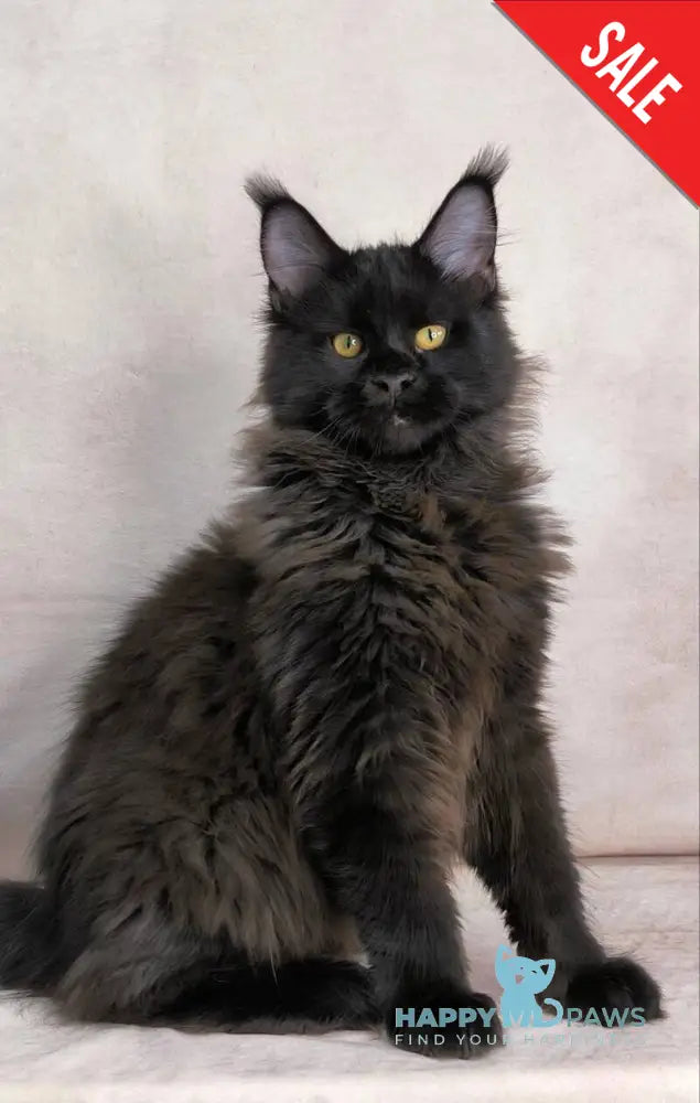 Yamamoto Maine Coon male black live animals