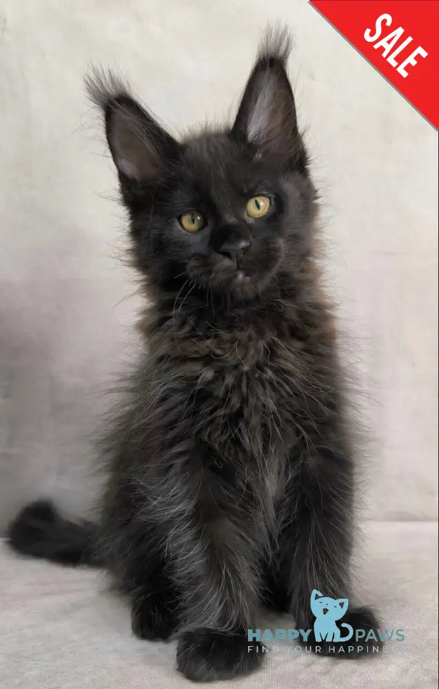 Yamamoto Maine Coon male black live animals