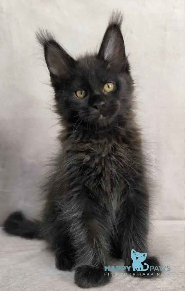 Yamamoto Maine Coon male black live animals