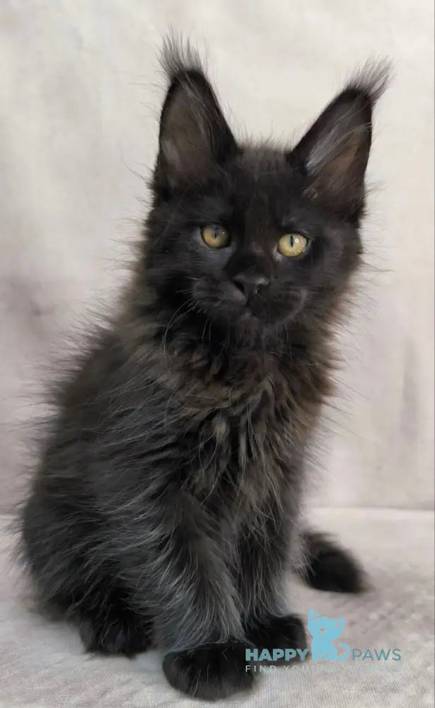 Yamamoto Maine Coon male black live animals