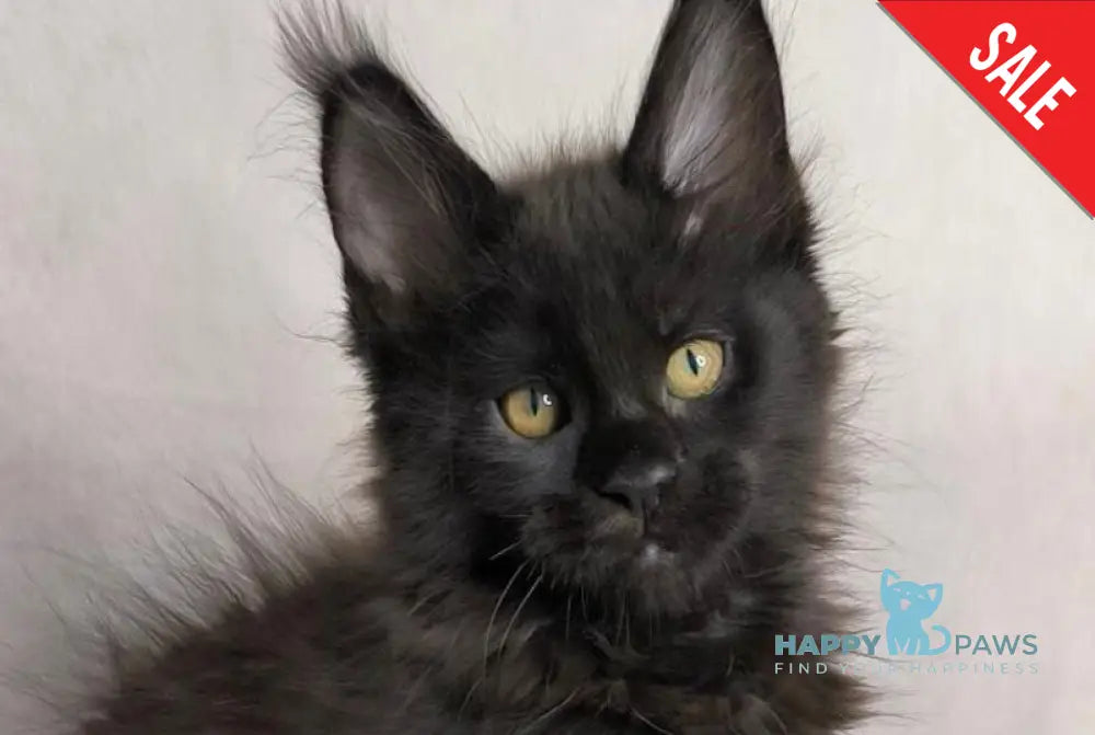 Yamamoto Maine Coon male black live animals