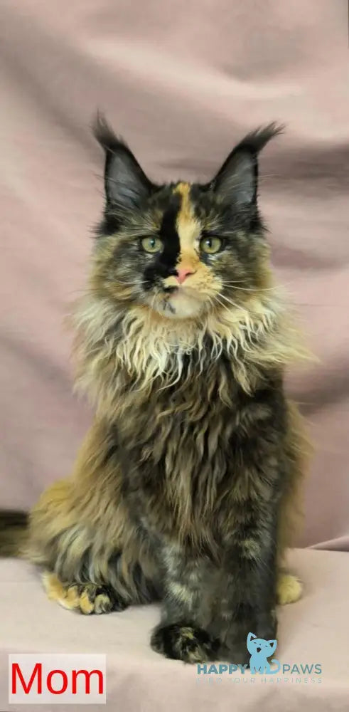 Yamamoto Maine Coon male black live animals