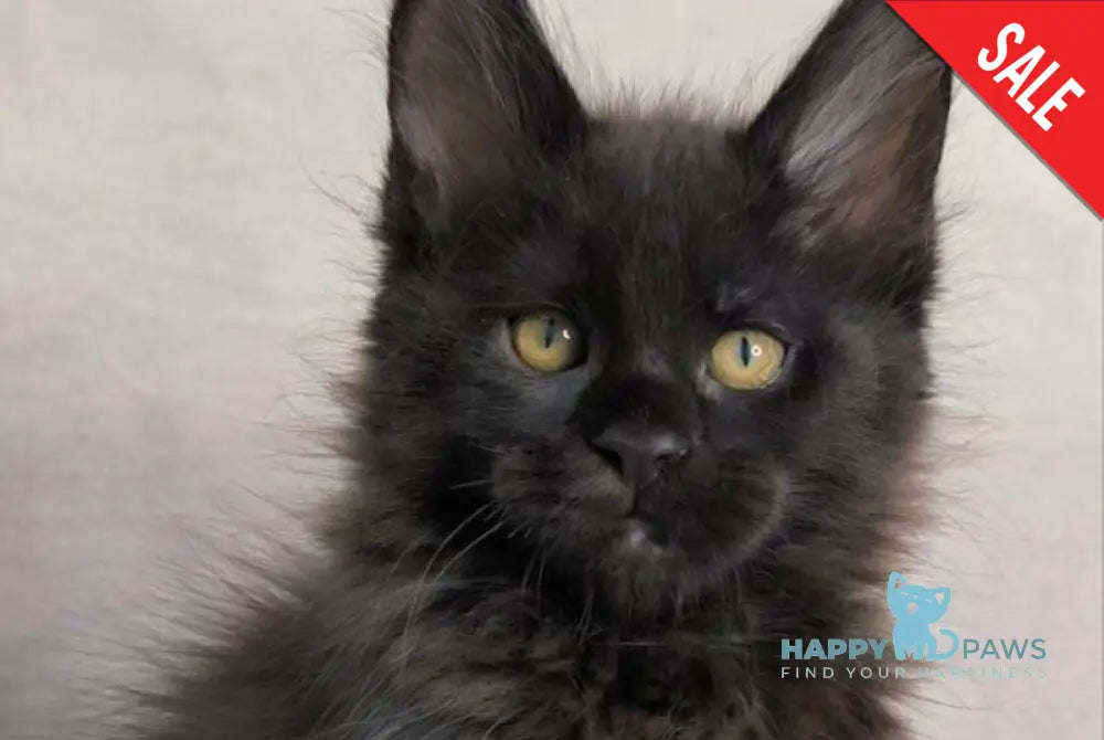 Yamamoto Maine Coon male black live animals