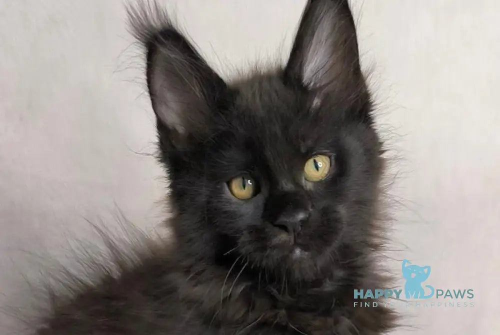 Yamamoto Maine Coon male black live animals