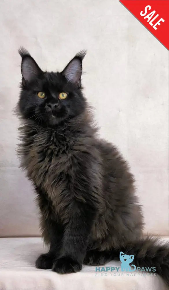 Yamamoto Maine Coon male black live animals