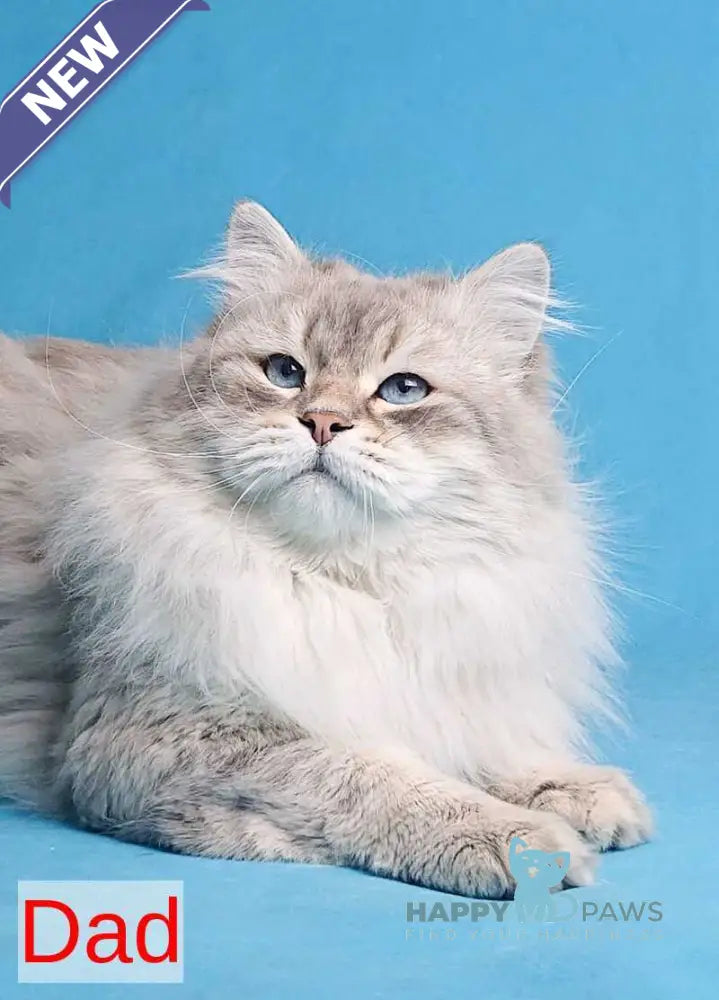 Yamila Siberian female blue tortie tabby pointed live animals