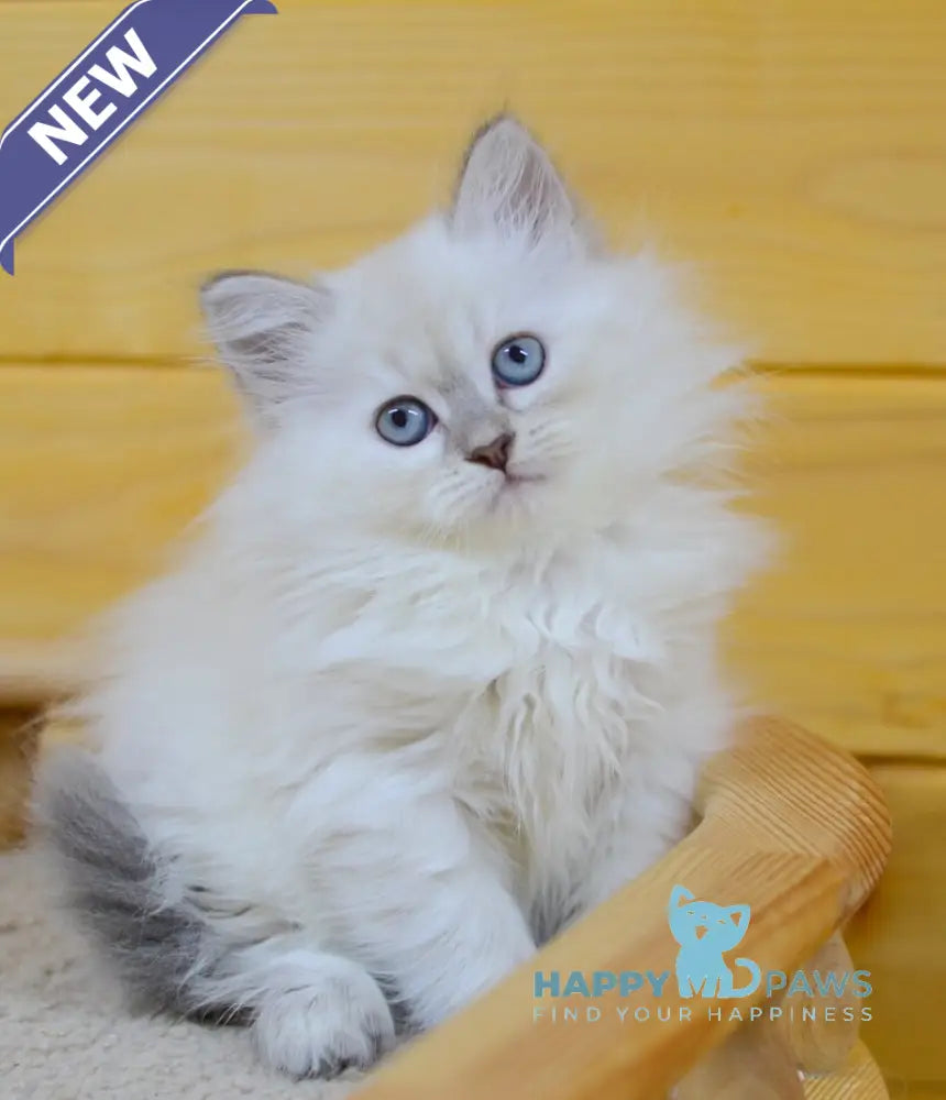 Yamila Siberian female blue tortie tabby pointed live animals