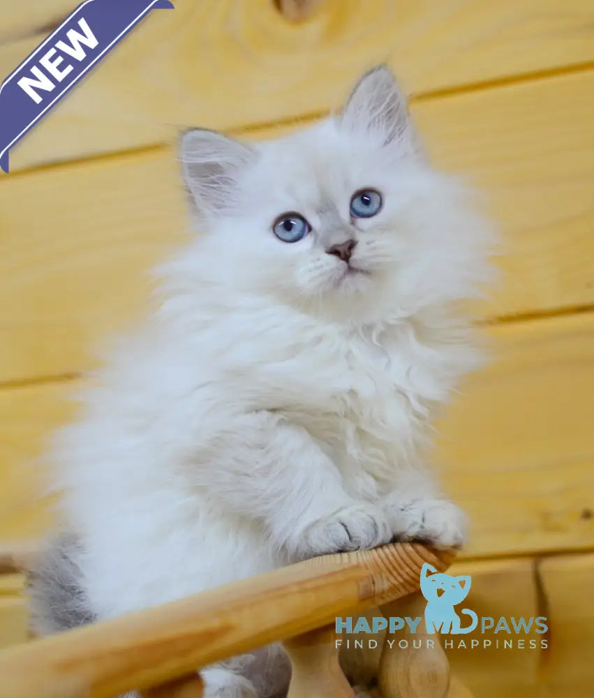 Yamila Siberian female blue tortie tabby pointed live animals