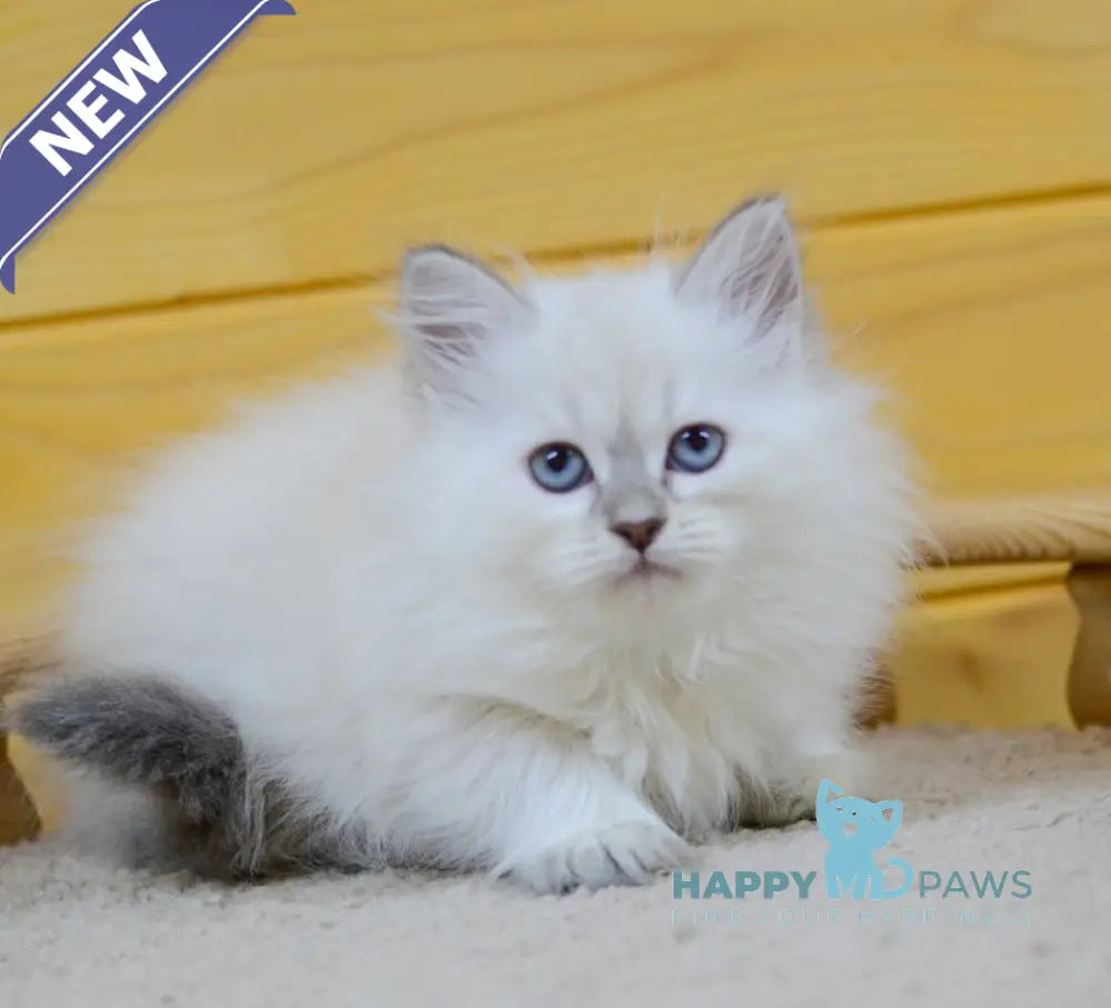 Yamila Siberian female blue tortie tabby pointed live animals