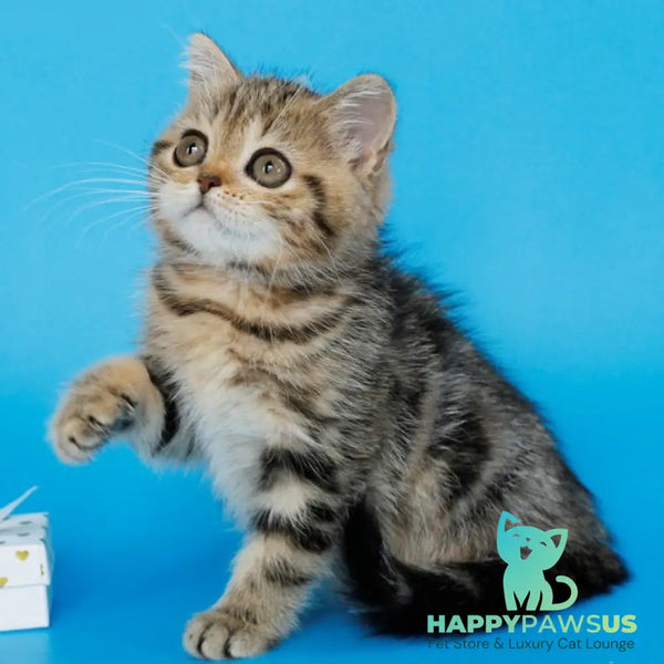 Yamina British Shorthair female black tabby - live animals