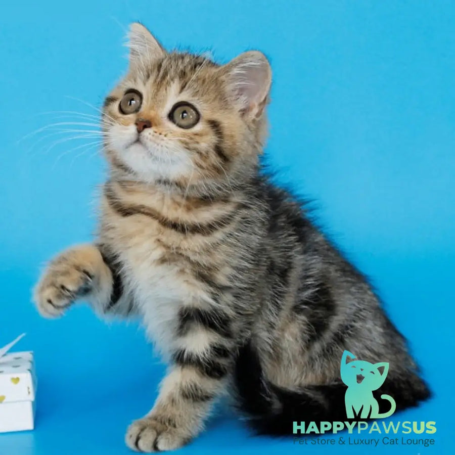 Yamina British Shorthair female black tabby - live animals