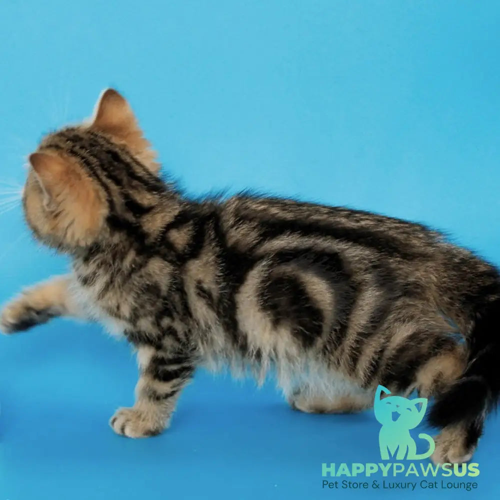 Yamina British Shorthair female black tabby - live animals