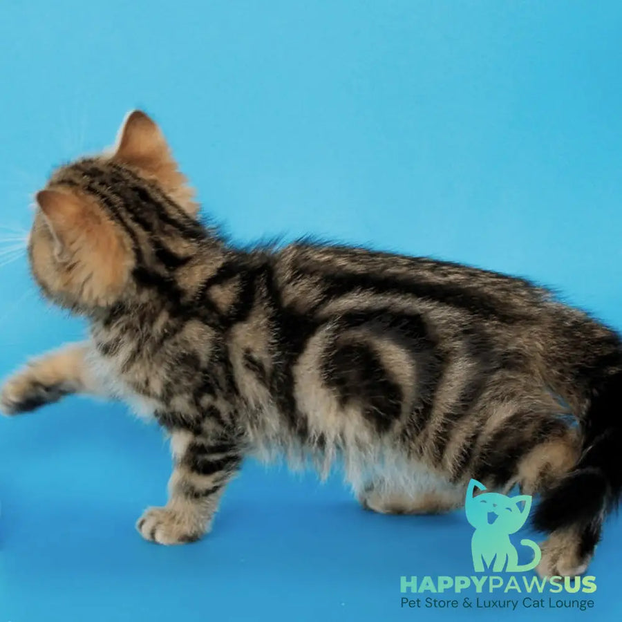 Yamina British Shorthair female black tabby - live animals