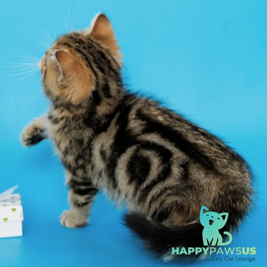 Yamina British Shorthair female black tabby - live animals