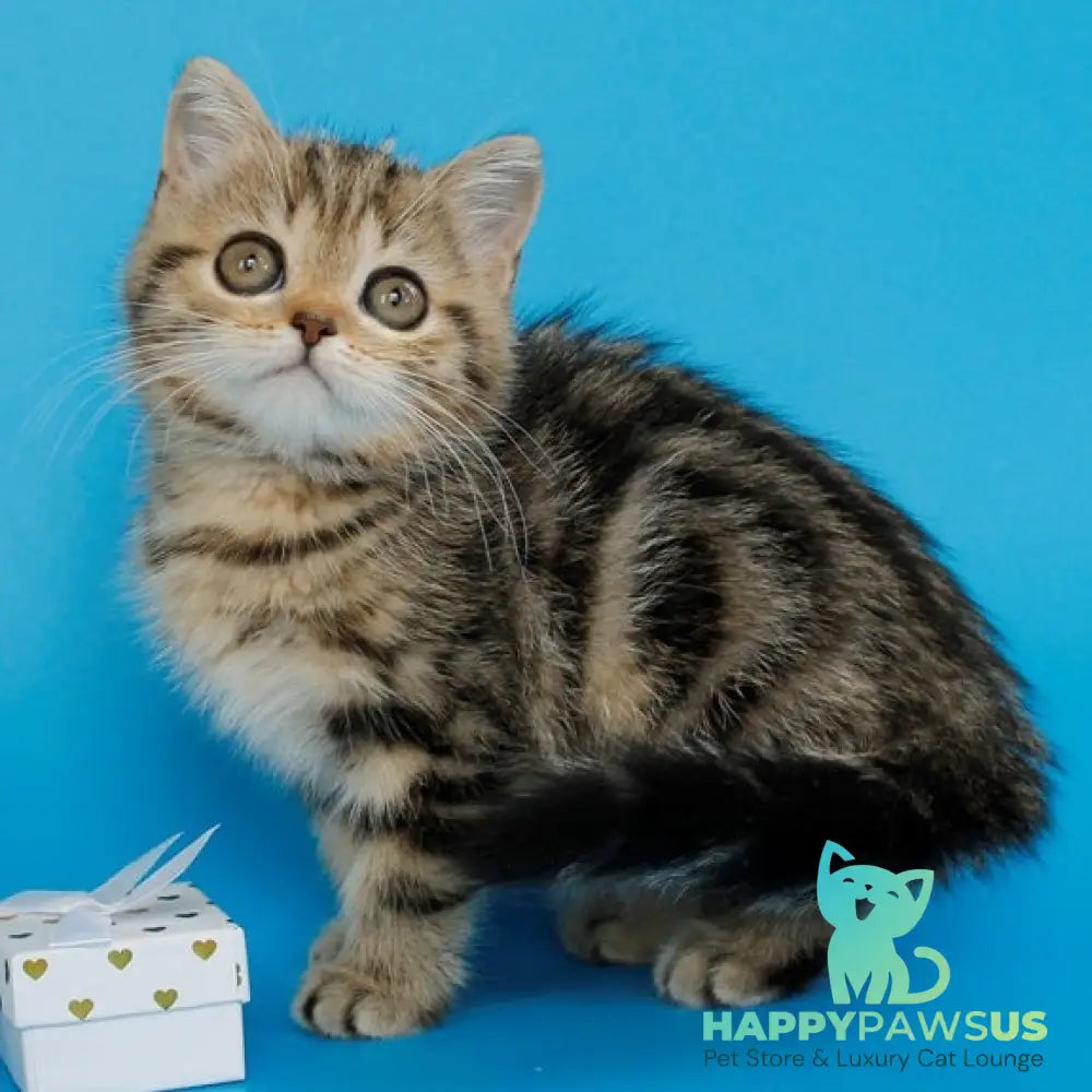 Yamina British Shorthair female black tabby - live animals