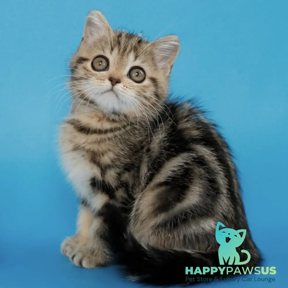 Yamina British Shorthair female black tabby - live animals