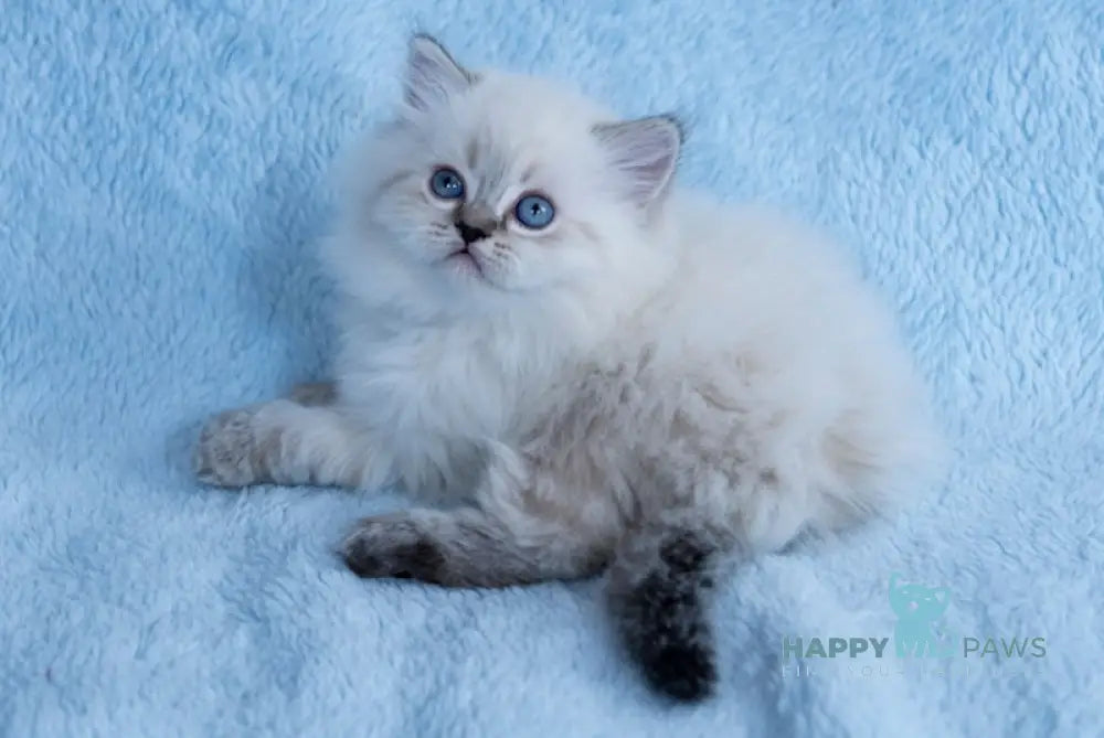 Yamotto Scottish Straight male black silver tabby pointed live animals
