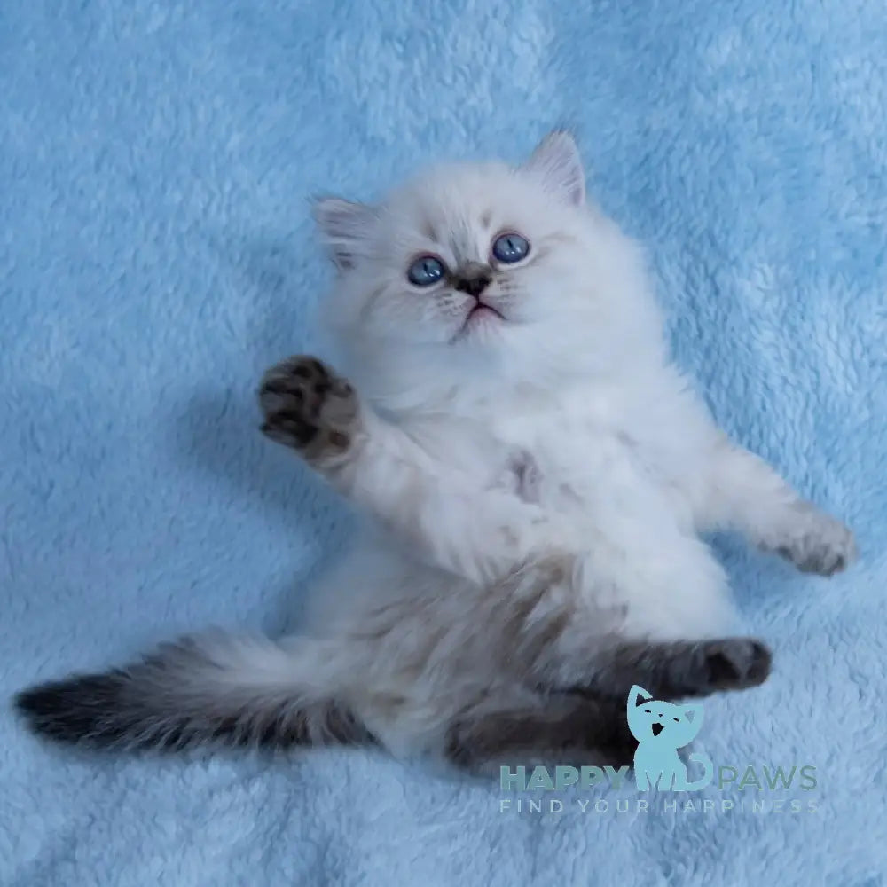 Yamotto Scottish Straight male black silver tabby pointed live animals