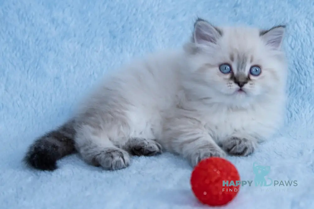 Yamotto Scottish Straight male black silver tabby pointed live animals