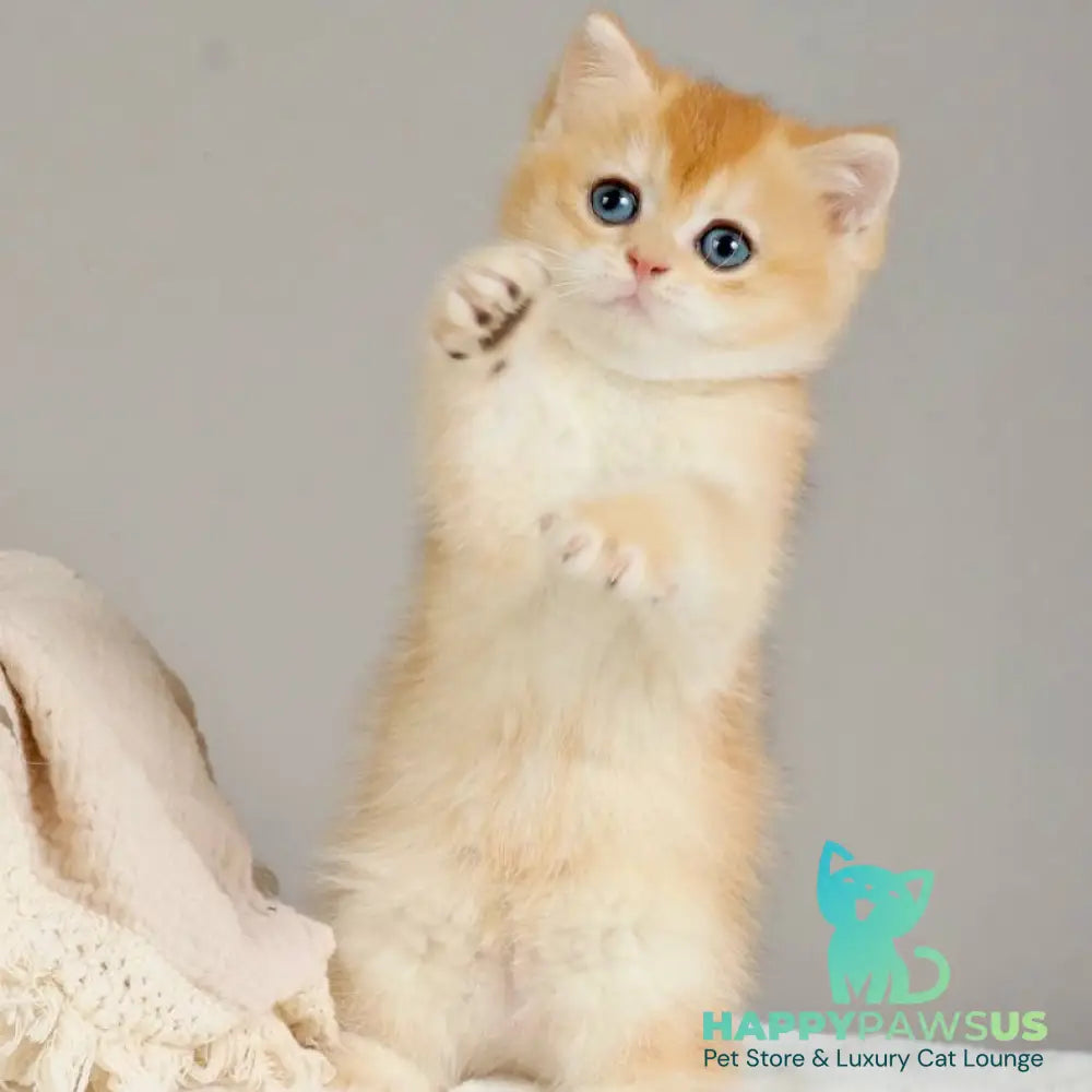 Yan British Shorthair male black golden chinchilla - live animals