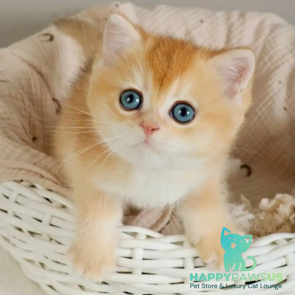 Yan British Shorthair male black golden chinchilla - live animals