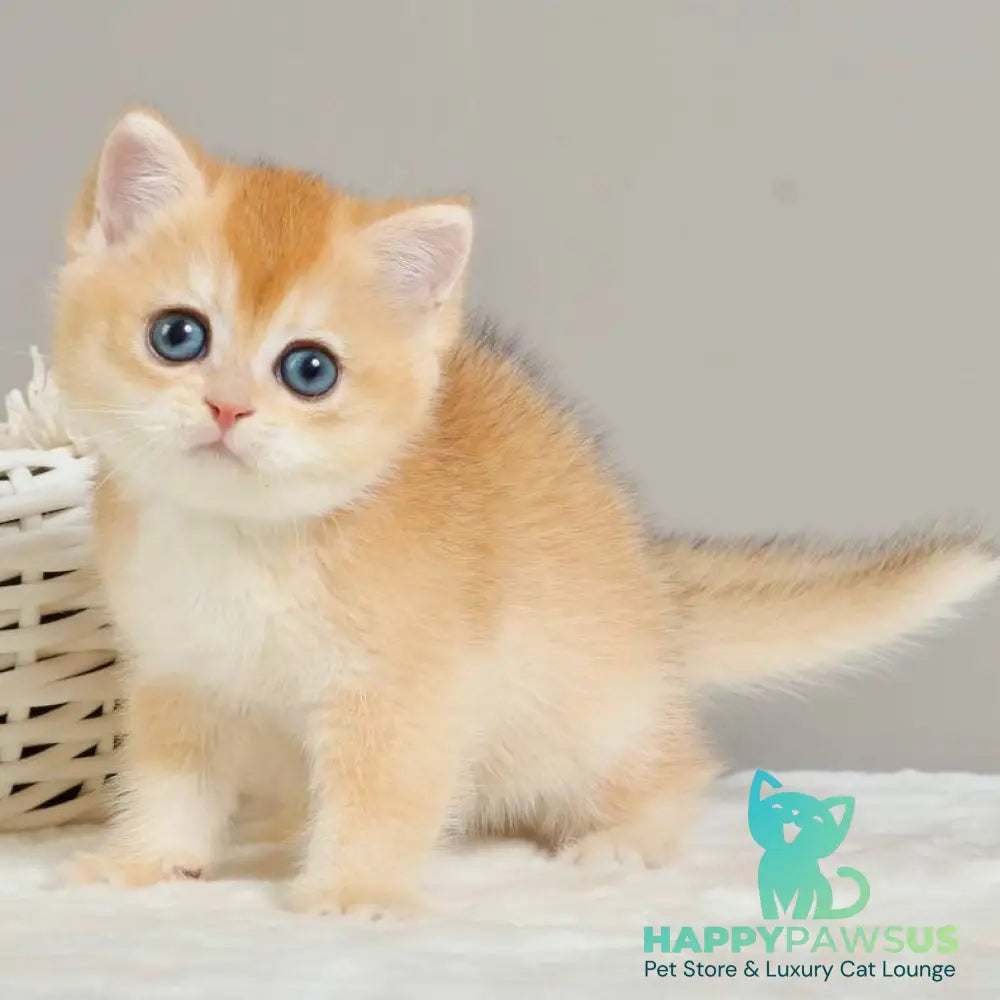 Yan British Shorthair male black golden chinchilla - live animals