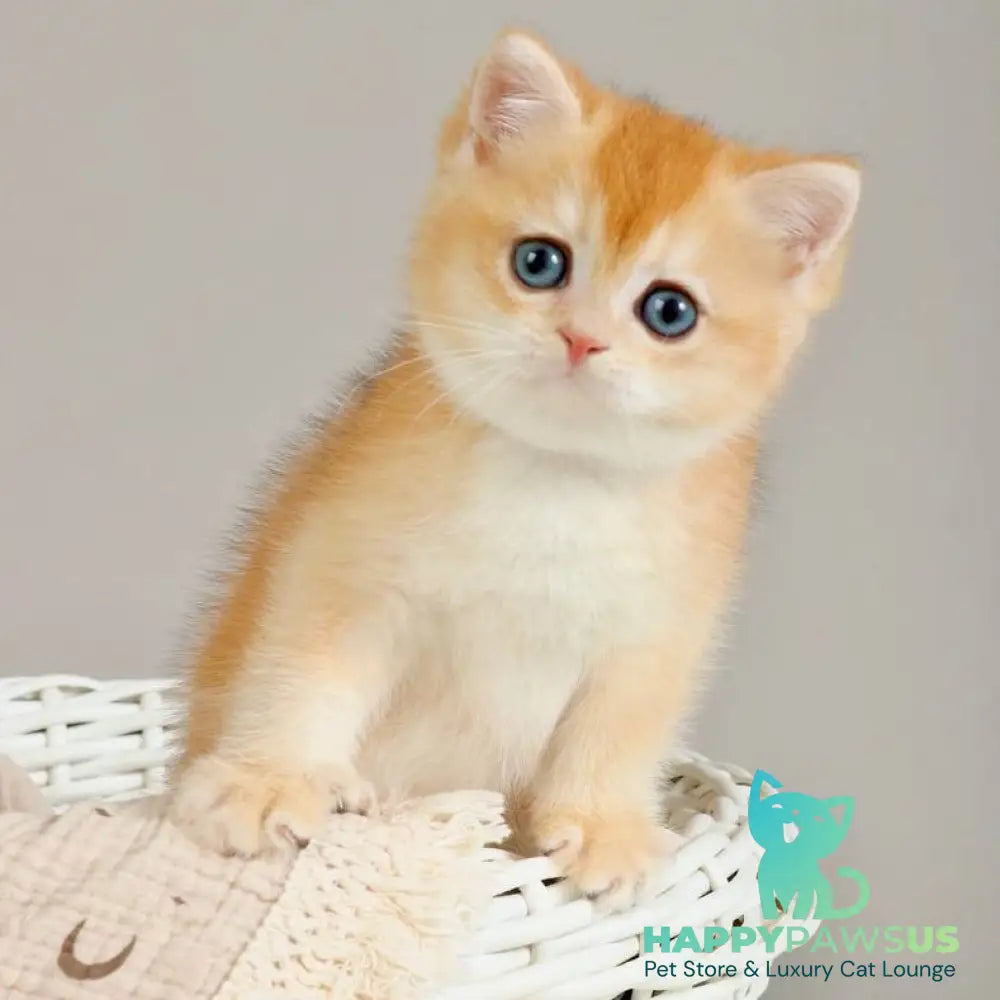 Yan British Shorthair male black golden chinchilla - live animals