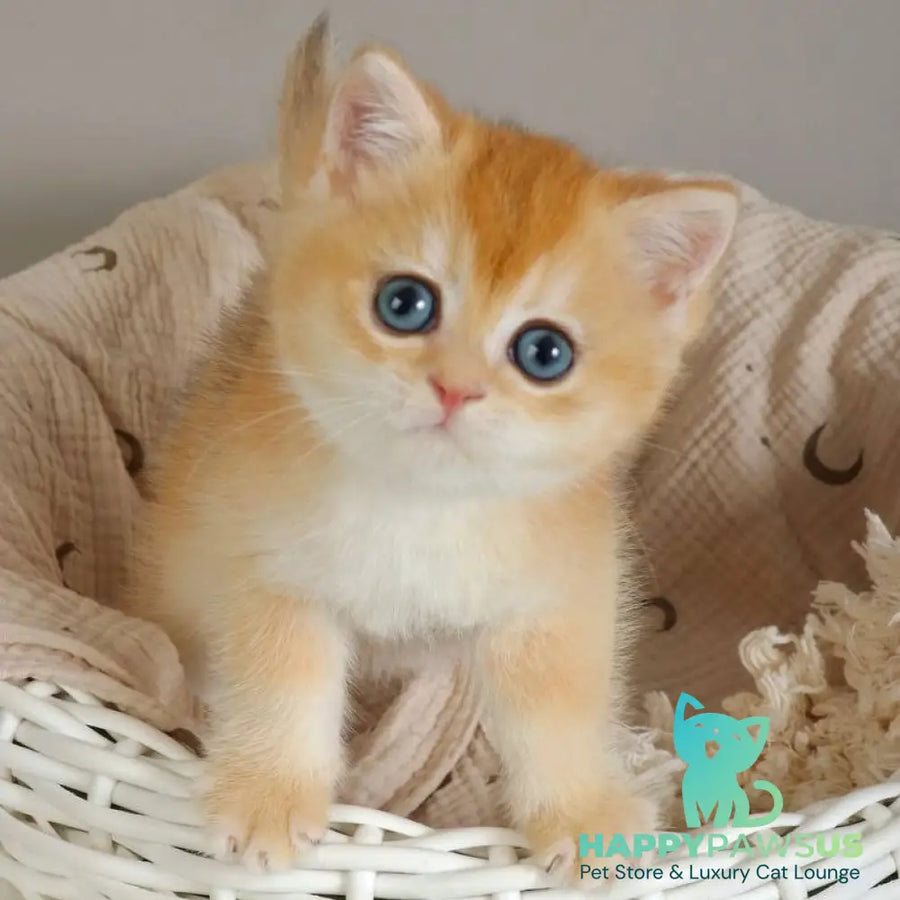 Yan British Shorthair male black golden chinchilla - live animals