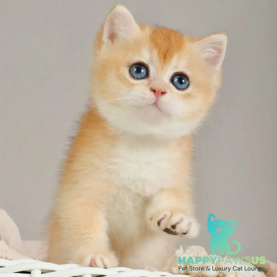 Yan British Shorthair male black golden chinchilla - live animals