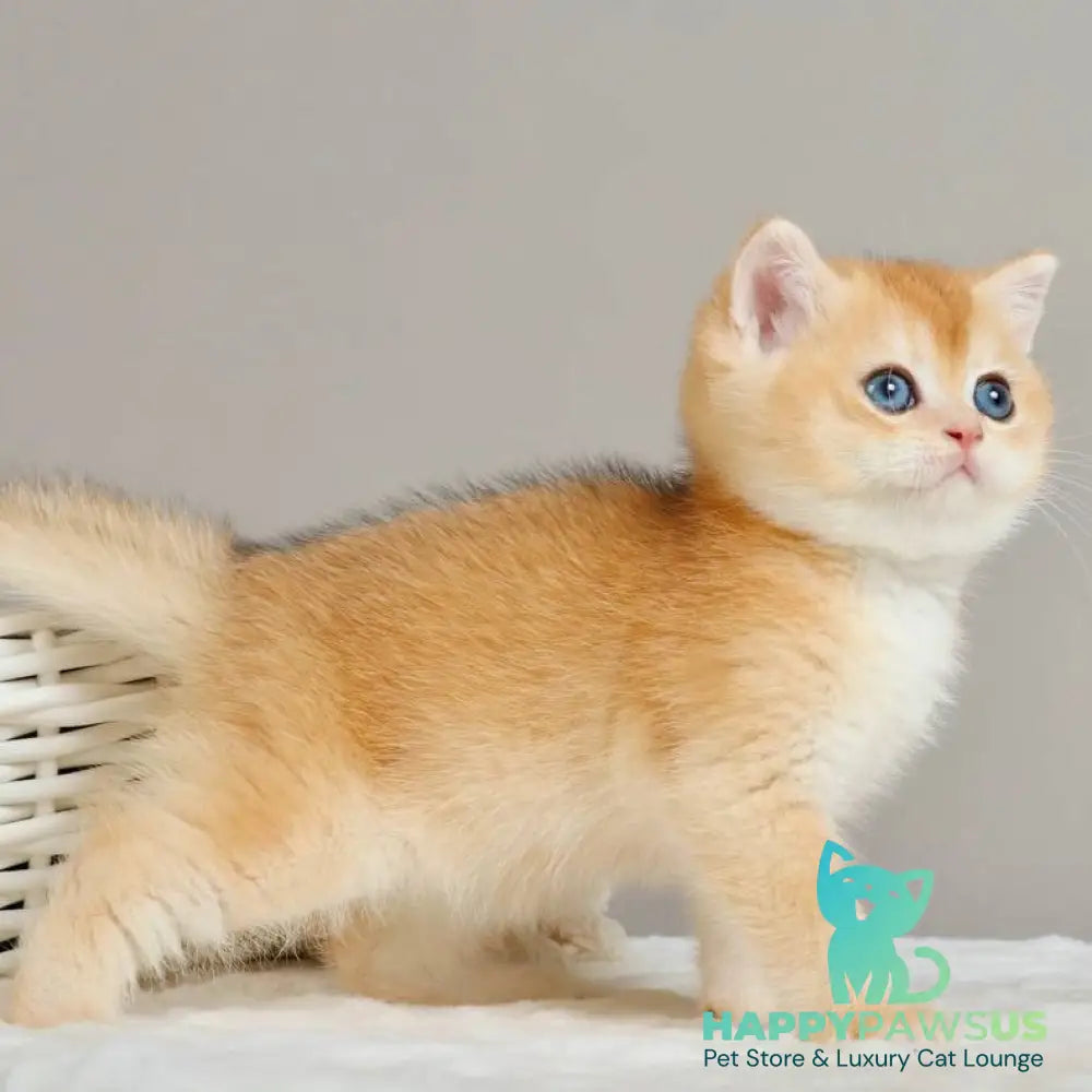 Yan British Shorthair male black golden chinchilla - live animals
