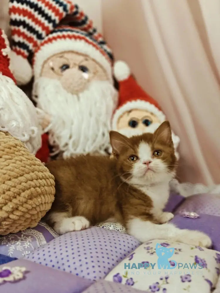 Yan British Shorthair male cinnamon bicolour live animals