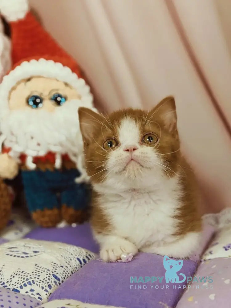 Yan British Shorthair male cinnamon bicolour live animals