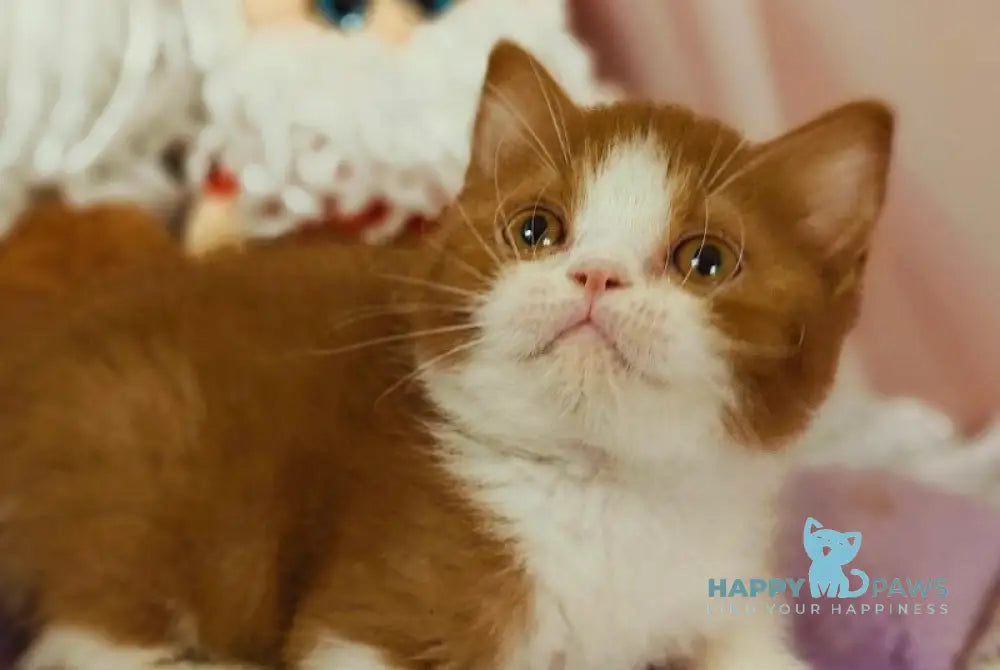 Yan British Shorthair male cinnamon bicolour live animals