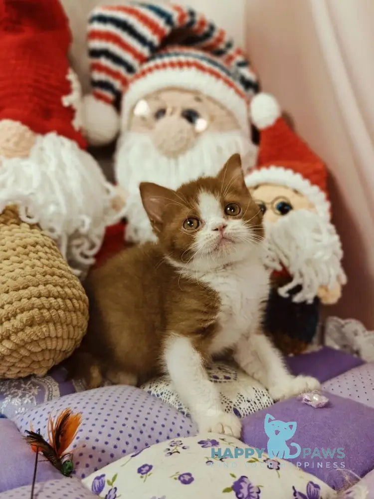 Yan British Shorthair male cinnamon bicolour live animals