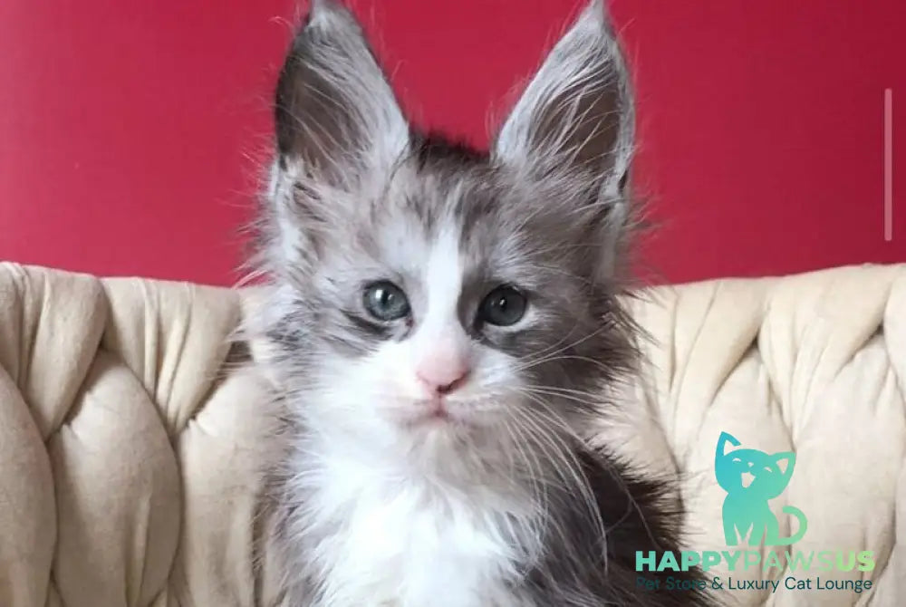 Yan Maine Coon male black silver bicolour - live animals