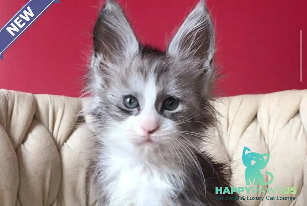 Yan Maine Coon male black silver bicolour - live animals