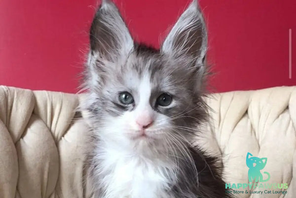 Yan Maine Coon male black silver bicolour - live animals