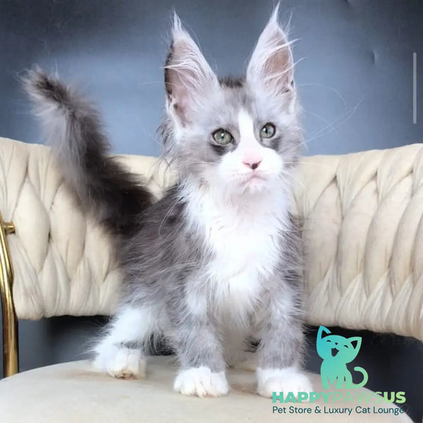 Yan Maine Coon male black silver bicolour - live animals