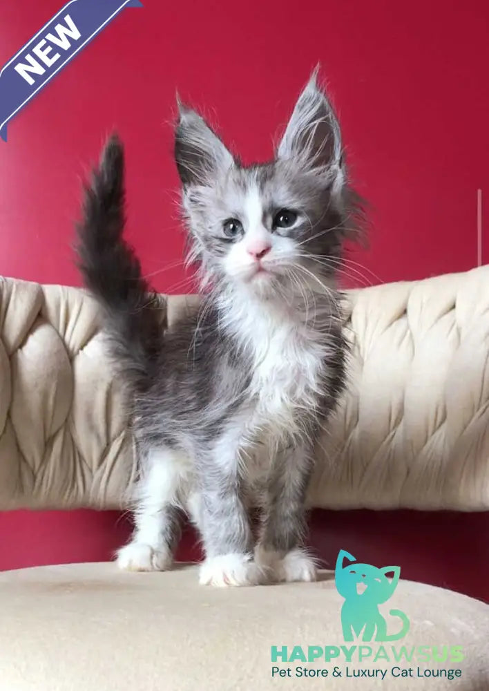 Yan Maine Coon male black silver bicolour - live animals