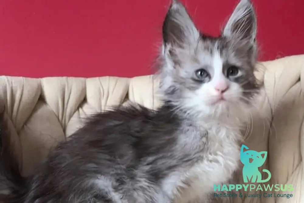 Yan Maine Coon male black silver bicolour - live animals