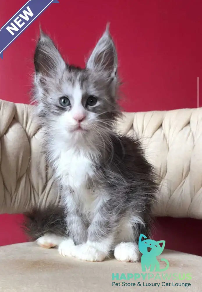Yan Maine Coon male black silver bicolour - live animals
