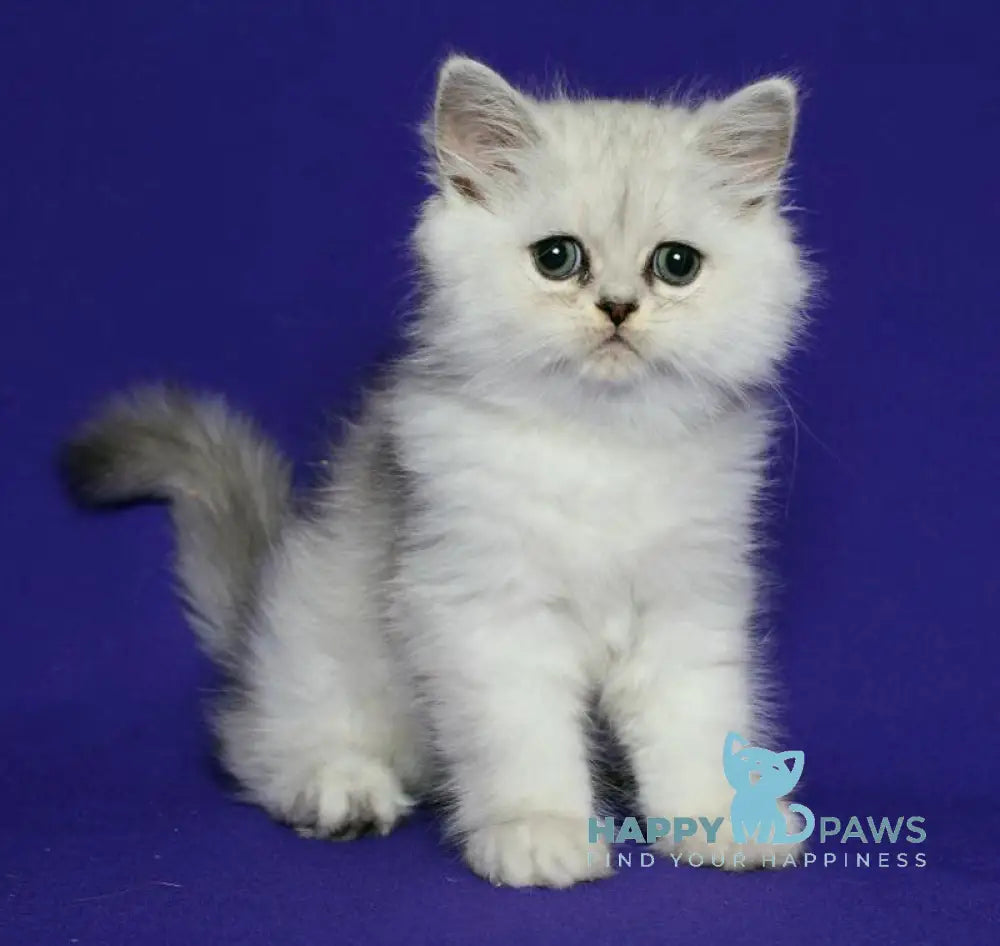 Yan Persian male black silver shaded live animals