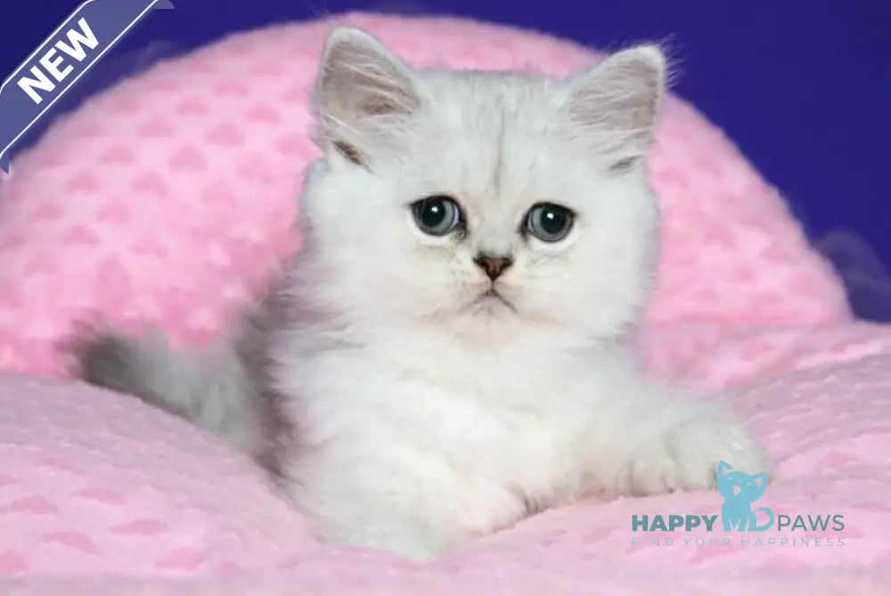 Yan Persian male black silver shaded live animals