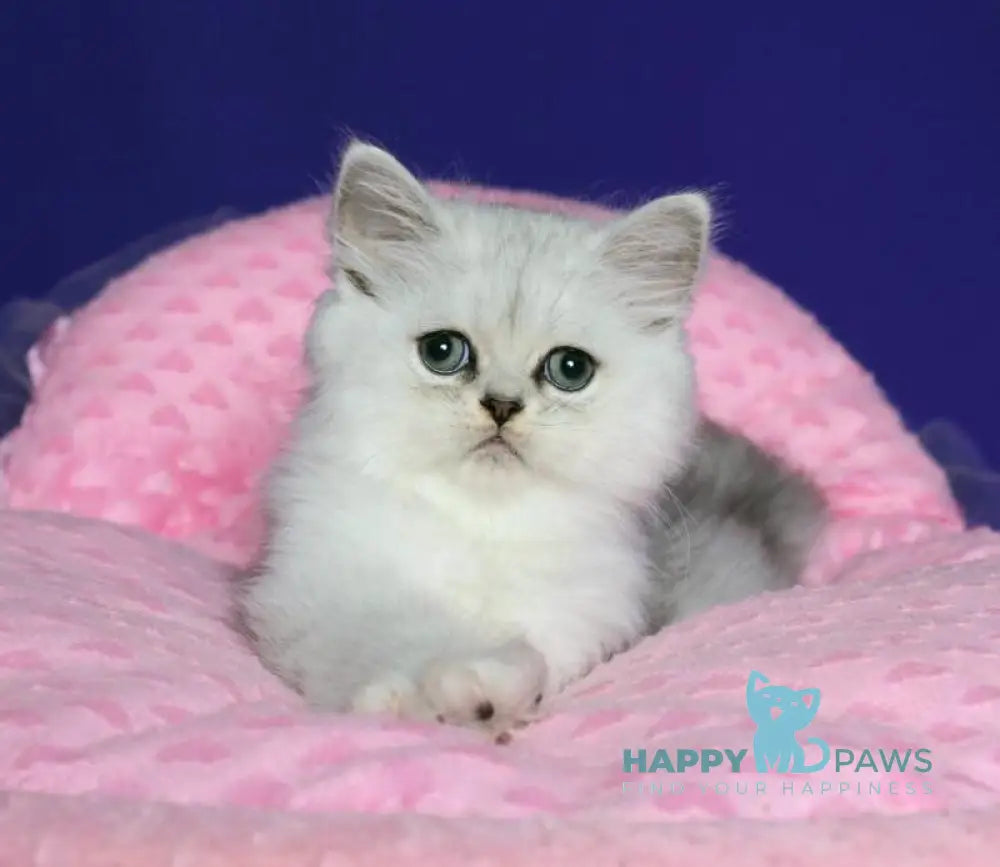 Yan Persian male black silver shaded live animals