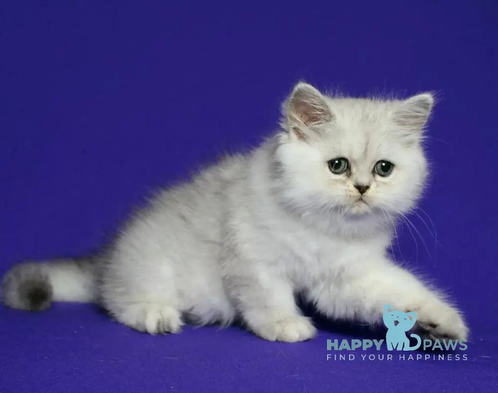 Yan Persian male black silver shaded live animals