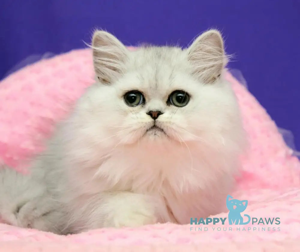 Yan Persian male black silver shaded live animals