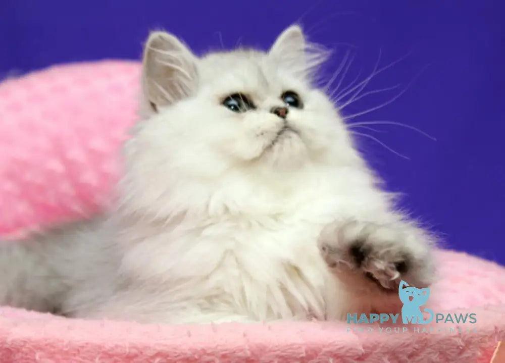 Yan Persian male black silver shaded live animals