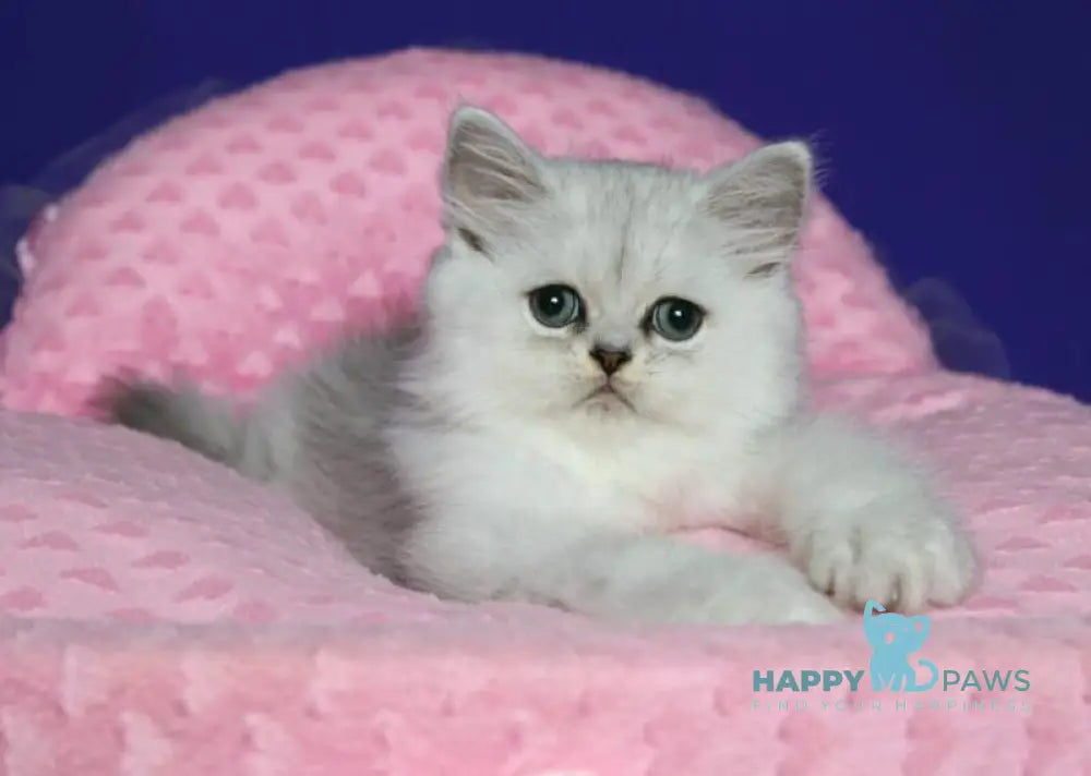 Yan Persian male black silver shaded live animals