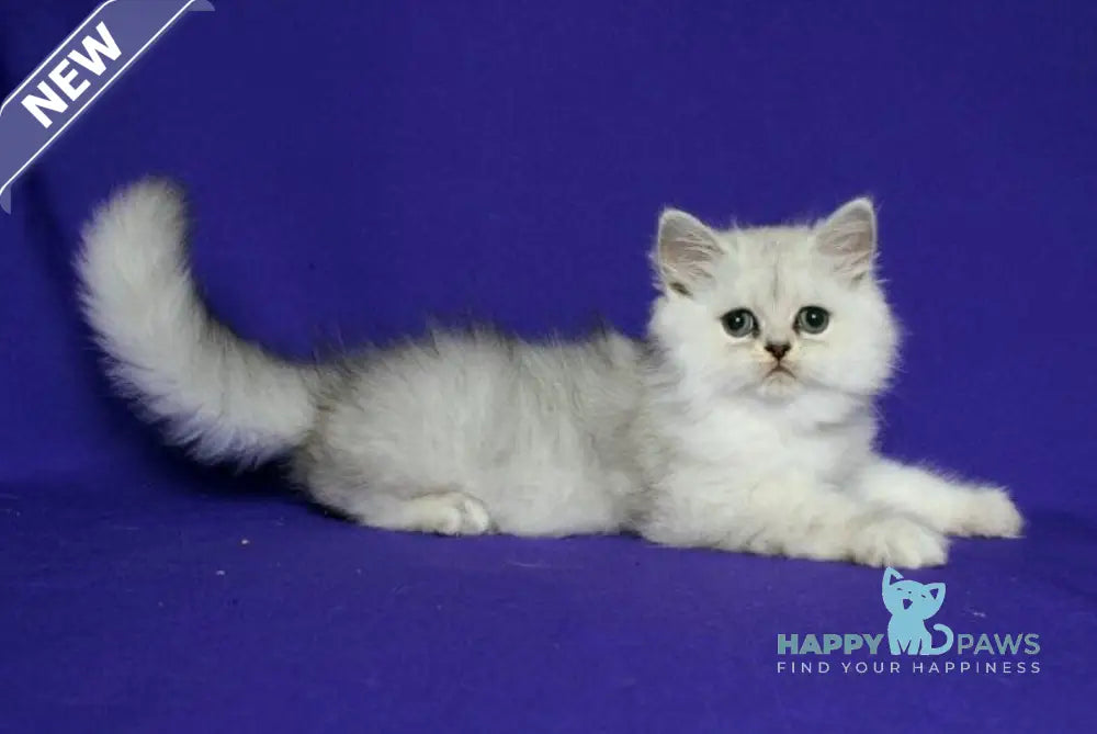 Yan Persian male black silver shaded live animals